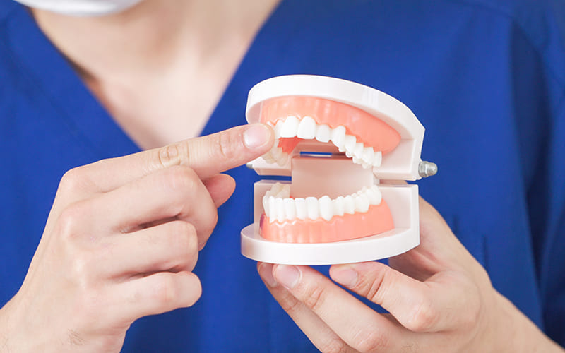 歯並びが乱れる理由